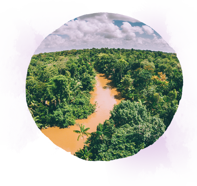 Drone shot of the Amazon Rainforest