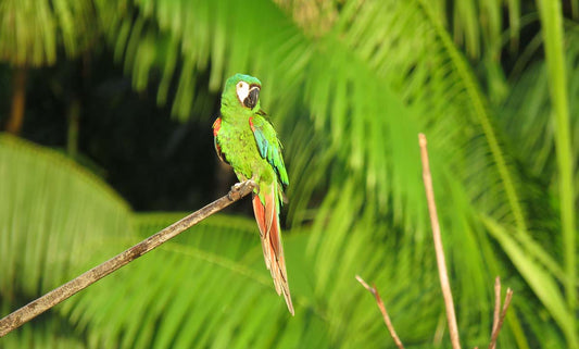 Biodiversity Study attests to SAMBAZON’s Positive Impact in the Amazon Rainforest with Fair Trade Certified Açaí